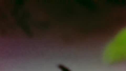 Snapshot of hungsubbb chatting on 11.26.25 Boi online show from 11.26.25