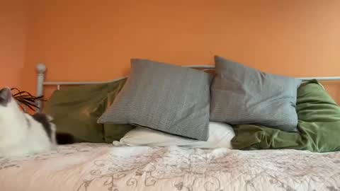 Olive online show from 10.24.25