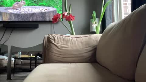 joshperrygoon online show from 12.14.24