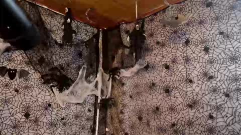 Julietta Jackson online show from 10.07.25