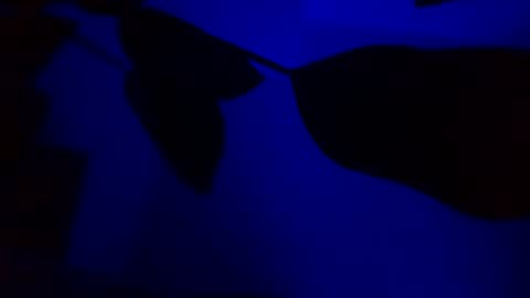 Karla Gonzaless online show from 11.14.25