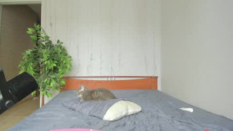 kelly_gerzikaaa online show from 04.06.26