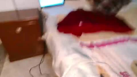 Conejo online show from 03.10.25