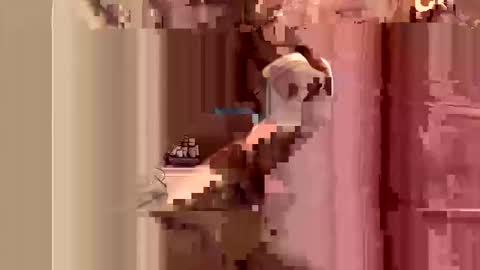 kingslimfresh online show from 03.24.26