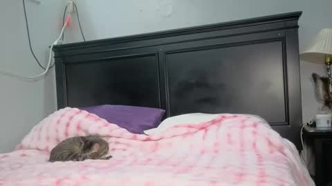 kittykat 1999 online show from 02.26.26