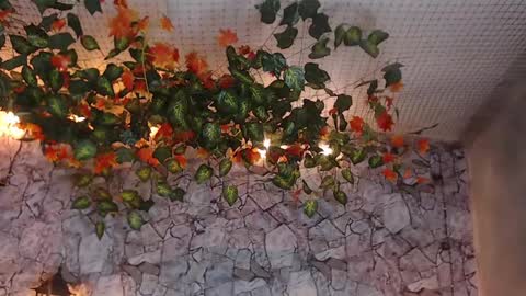 Snapshot of lancelot_benwick chatting on 01.07.25 Lancelot Benwick online show from 01.07.25