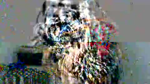 lolita online show from 12.17.24