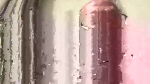 lildog361334 online show from 02.28.26