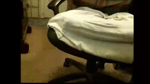 Sasquatch online show from 03.01.26