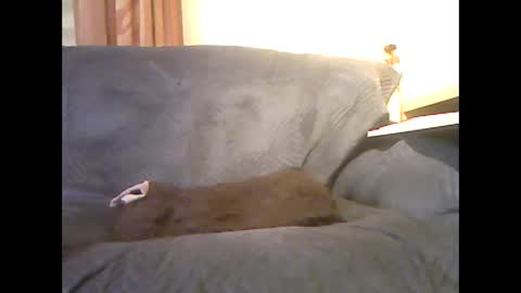 lion160868 online show from 02.06.26