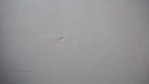 lisa_branch online show from 11.27.25