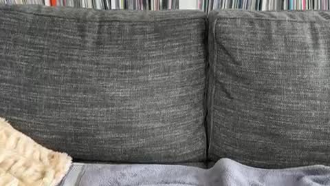 majortazer online show from 12.03.24