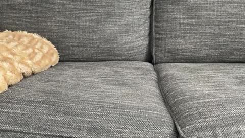 majortazer online show from 02.17.25