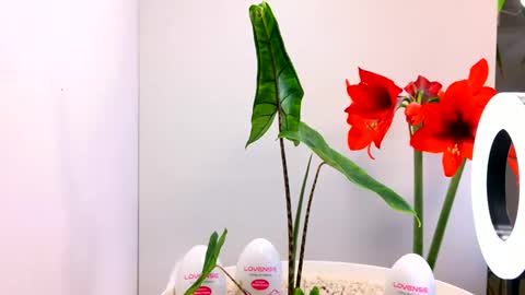 manup1977 online show from 12.15.25