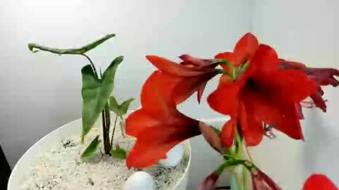 manup1977 online show from 12.15.25