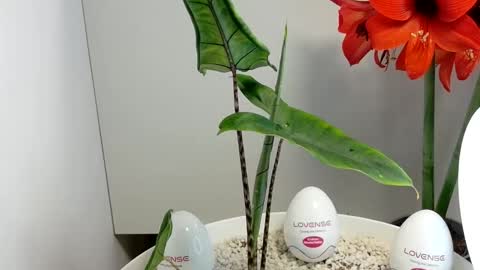 manup1977 online show from 12.17.25