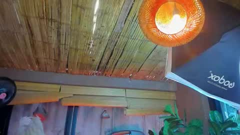 marcovitto online show from 11.18.25