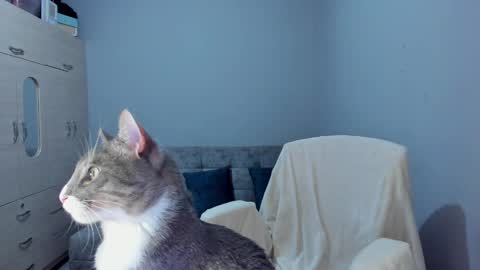    online show from 03.08.25