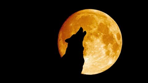 mastersex1001 online show from 12.21.25