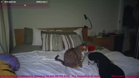 Snapshot of missemmbeex chatting on 03.02.26 missemmbeex online show from 03.02.26