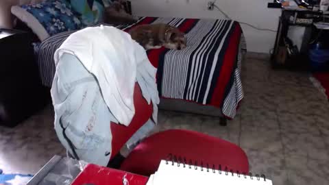 Maria Gomezz online show from 02.02.26