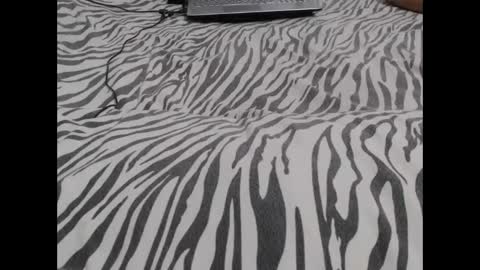 Molly And Brad online show from 12.03.24