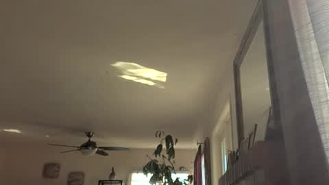 Monkee Dance online show from 11.18.25