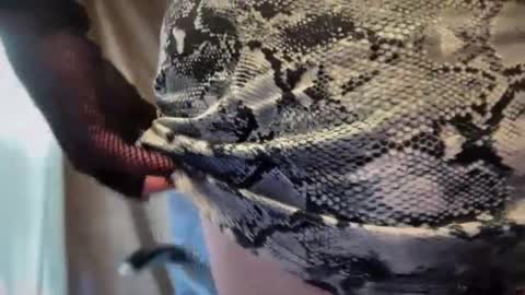 mskarentoy online show from 10.06.25