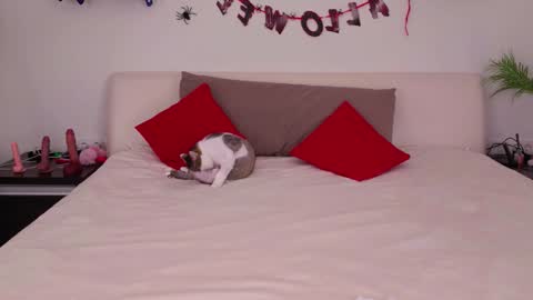 Belle online show from 11.03.25