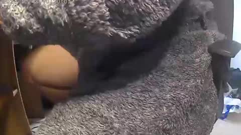 Snapshot of nineinchhard chatting on 12.18.24 nineinchhard online show from 12.18.24