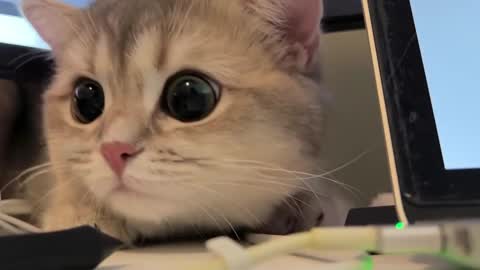 Sun or Luna online show from 02.20.25