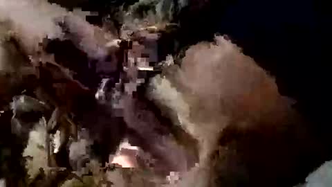 nocturnus1980 online show from 09.10.25