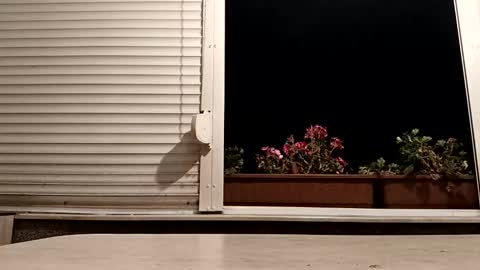 angel hris online show from 11.04.25