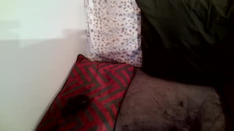 Parlay tellio online show from 01.29.25