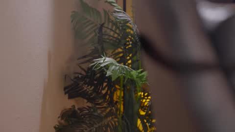 Patricia online show from 12.01.25