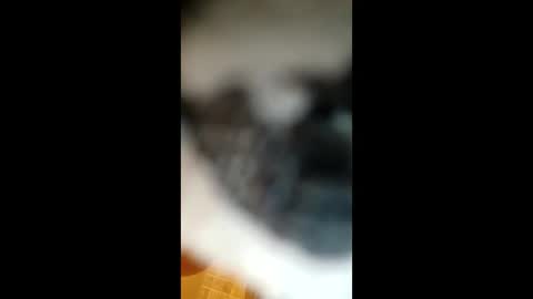 Paw online show from 01.22.25