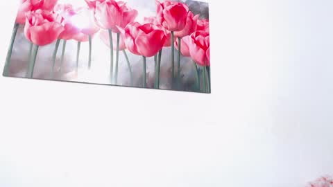 pinky_f00x online show from 04.11.26