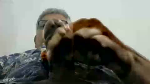 poli online show from 11.17.25