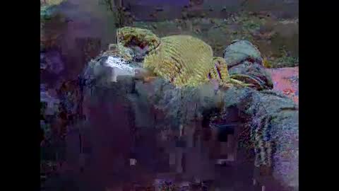Snapshot of precious_nesh chatting on 05.21.26 precious_nesh online show from 05.21.26