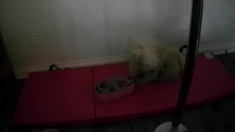 princesskimami online show from 10.25.25