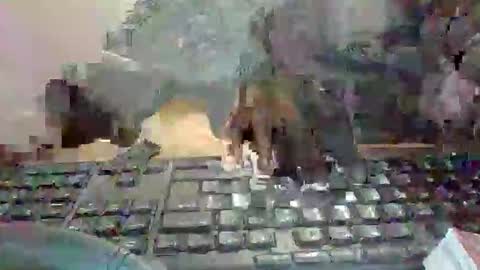 pup_y online show from 01.13.26