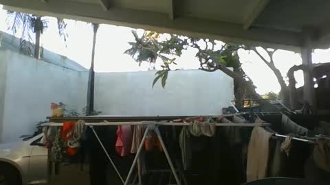 Python online show from 10.09.25