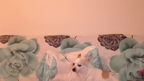 Snapshot of riri_mojo_92 chatting on 11.25.25 riri_mojo_92 online show from 11.25.25