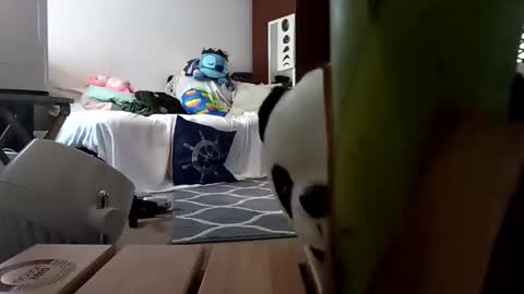 salis1981 online show from 02.08.25