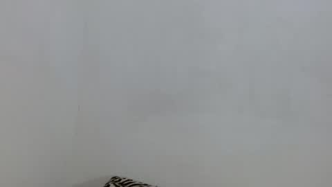 salome online show from 11.04.25