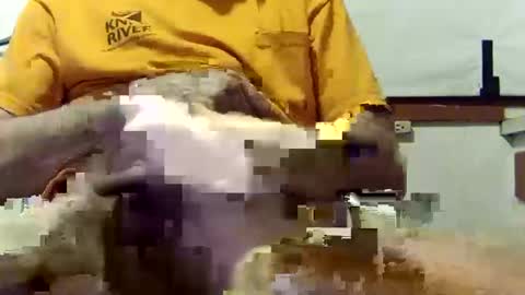 scoutiii online show from 03.10.25