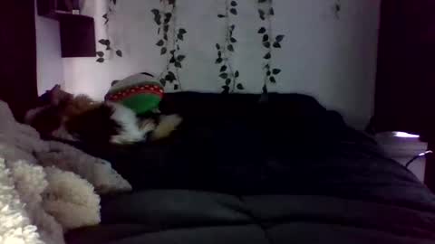 Lauren online show from 04.22.26