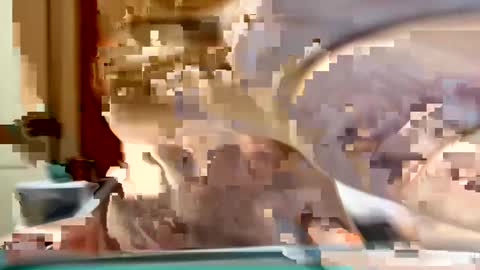 sexyy_red08 online show from 11.02.25