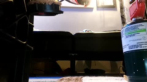 shagz2much online show from 01.09.25