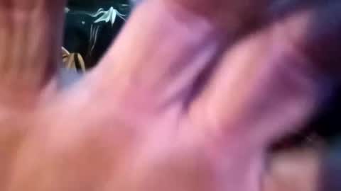 Snapshot of sharoc666 chatting on 02.25.25 Shamroc online show from 02.25.25